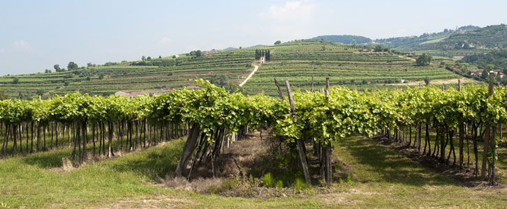 Soave vineyard
